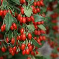 Lycium barbarum 